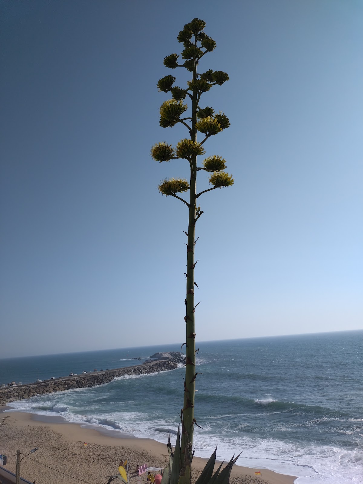 Linda Quinta do Vale - Natureza, Piscina e Praia - Ericeira photo 4