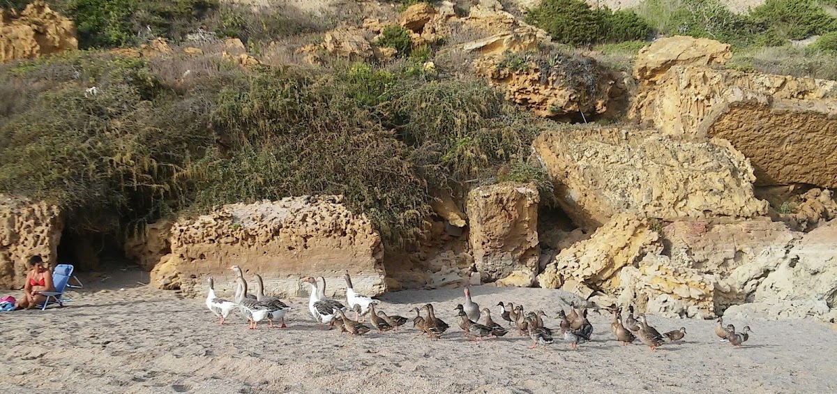 Praia de Sao Lourenco photo 3