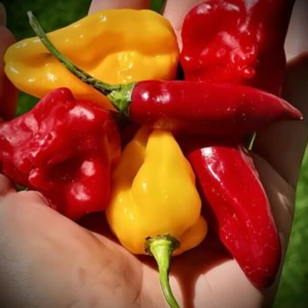 Spicy World photo 2