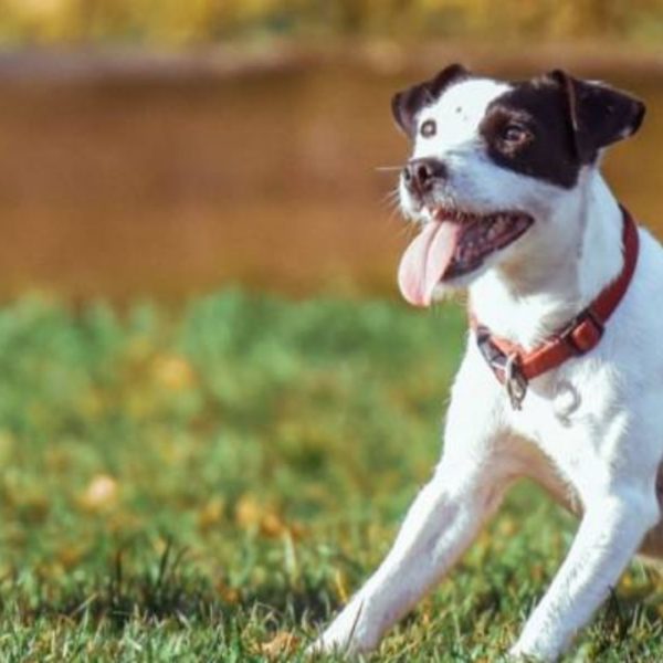 Star Kennels