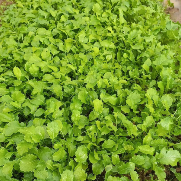 Natalia's Vegetables
