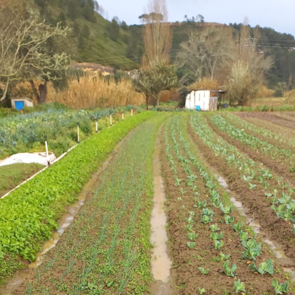Natalia's Vegetables photo 4