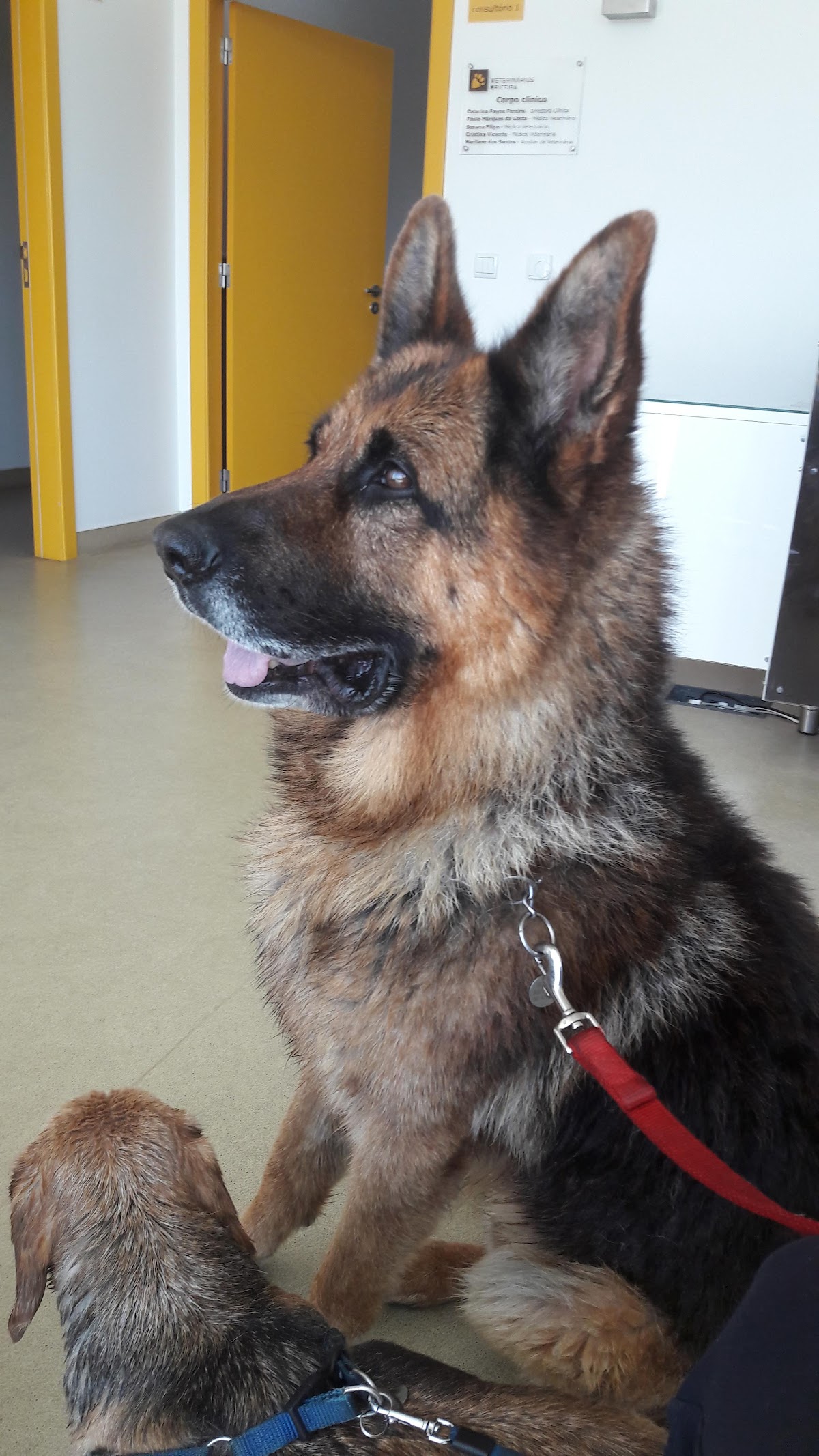 Veterinários Ericeira photo 4