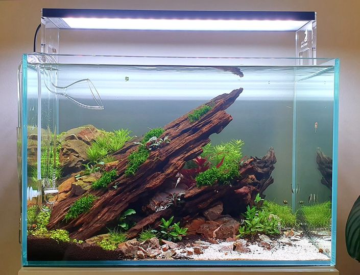 AQUAEDEN - Modern Aquariofilia, Lda. photo 2