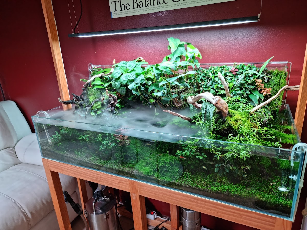 AQUAEDEN - Modern Aquariofilia, Lda. photo 3