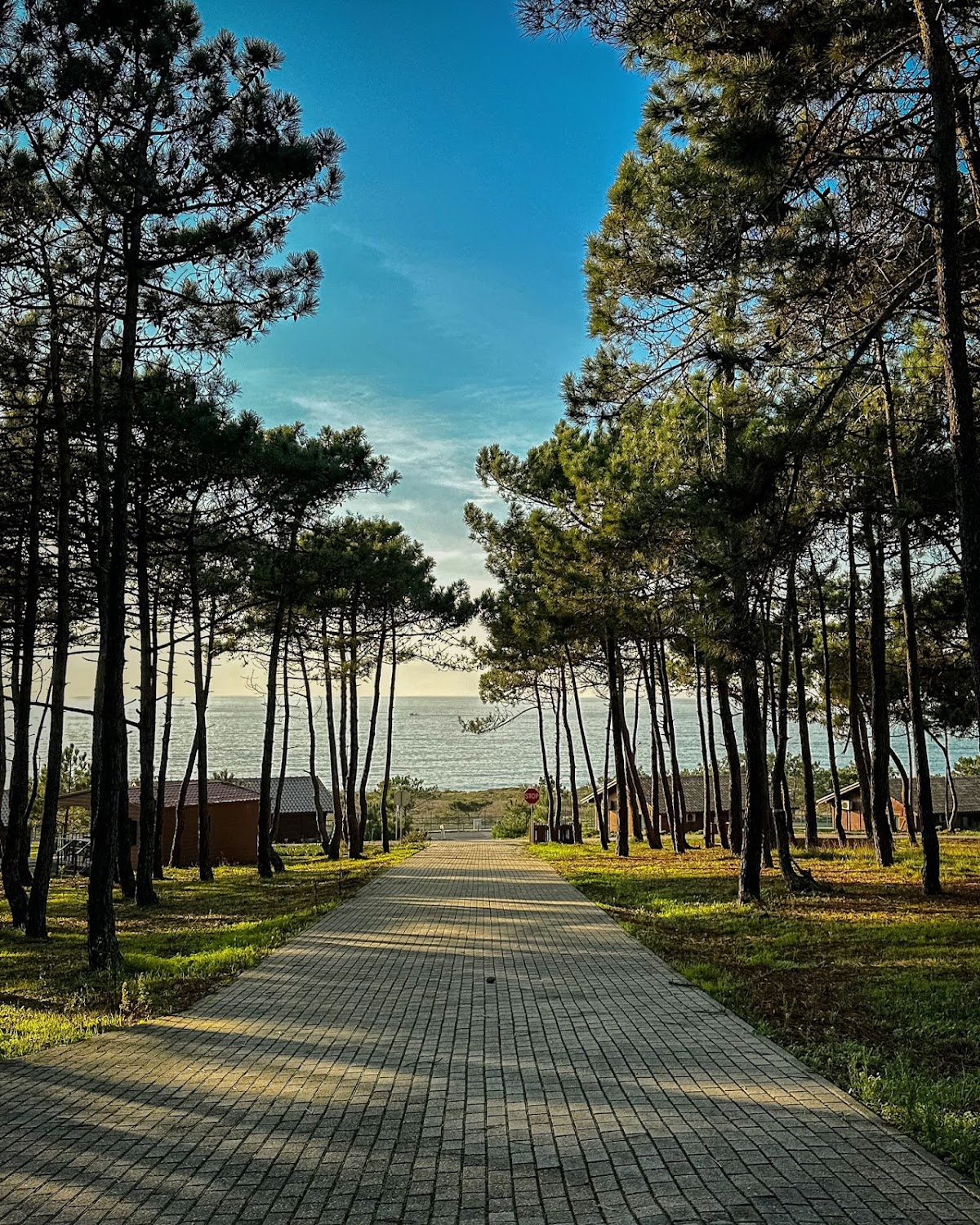 Ericeira Camping photo 3