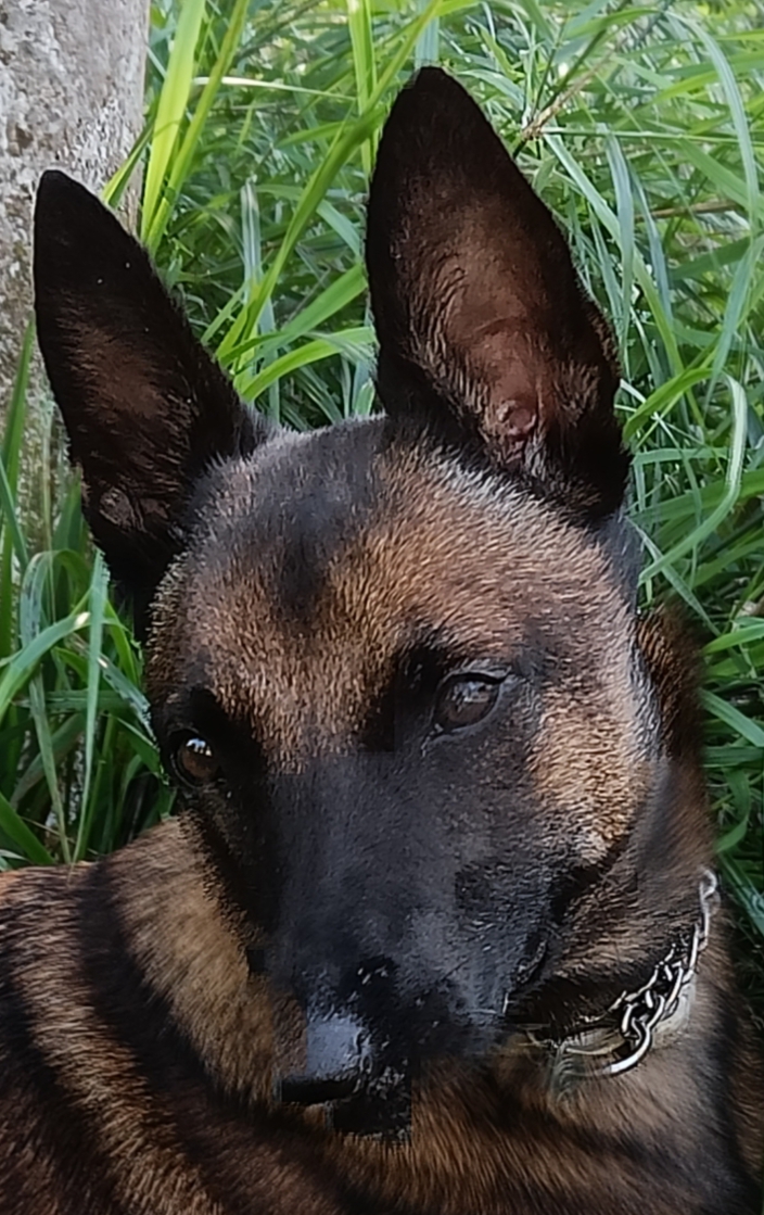 Consultorio Veterinario Valbom
