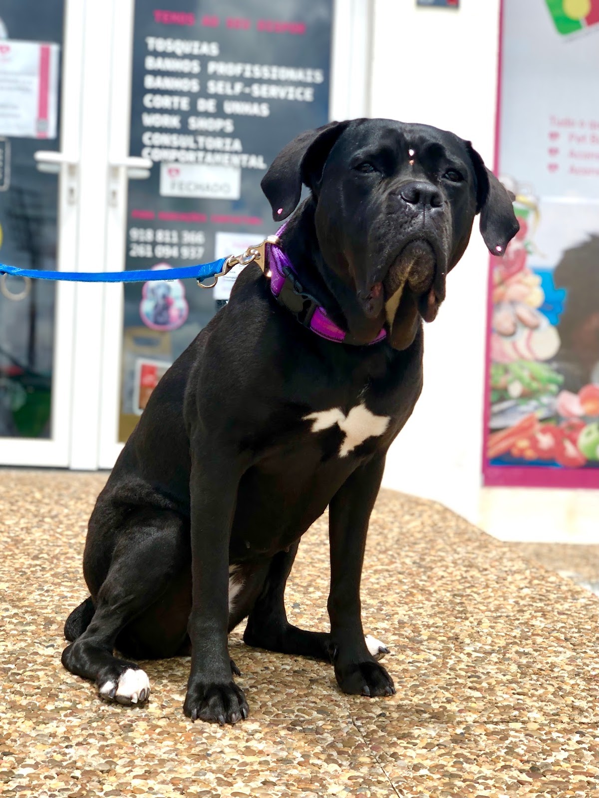 The Pip's Corner