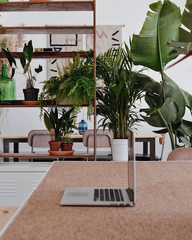 Kelp Coworking Space Ericeira
