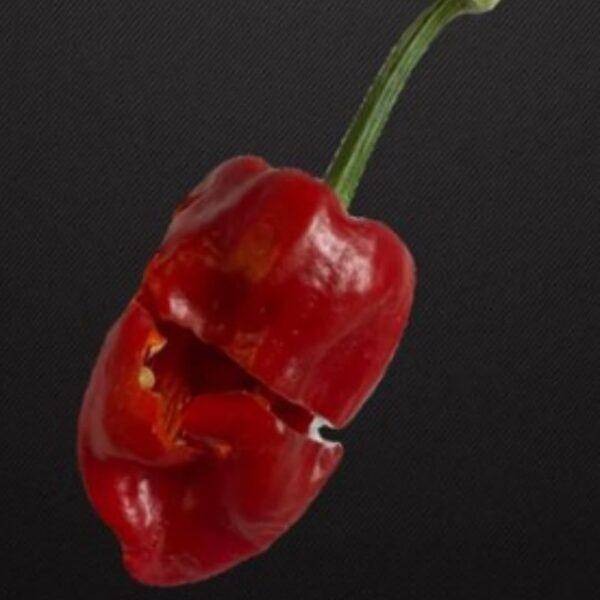 Spicy World