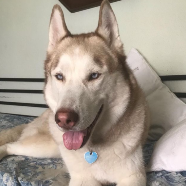 Pet sitters in Ericeira local listing photo