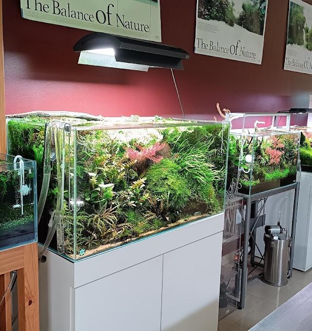 AQUAEDEN - Modern Aquariofilia, Lda.